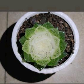 西西好物