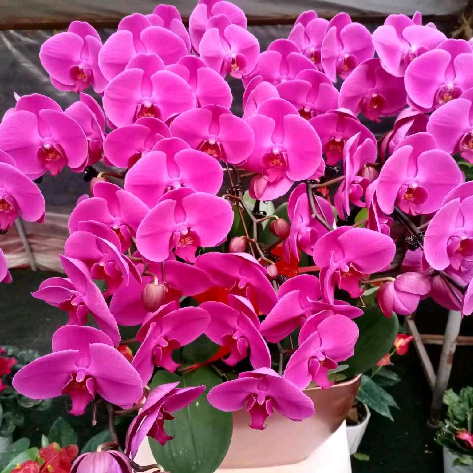 🌹未🌸来🌿可💐期