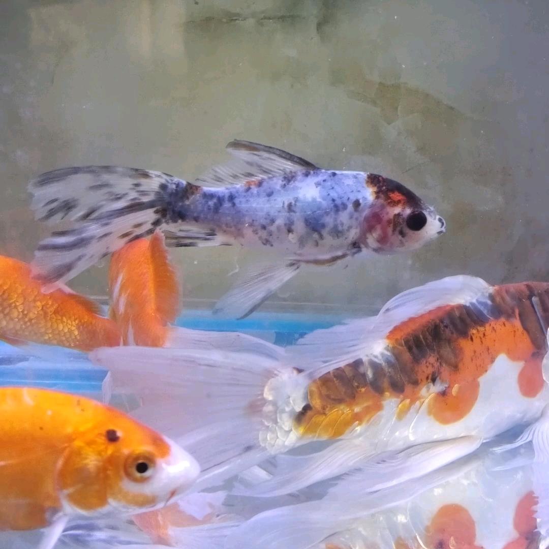 盛世福康