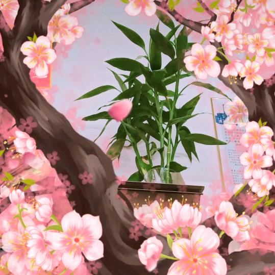 富贵花开