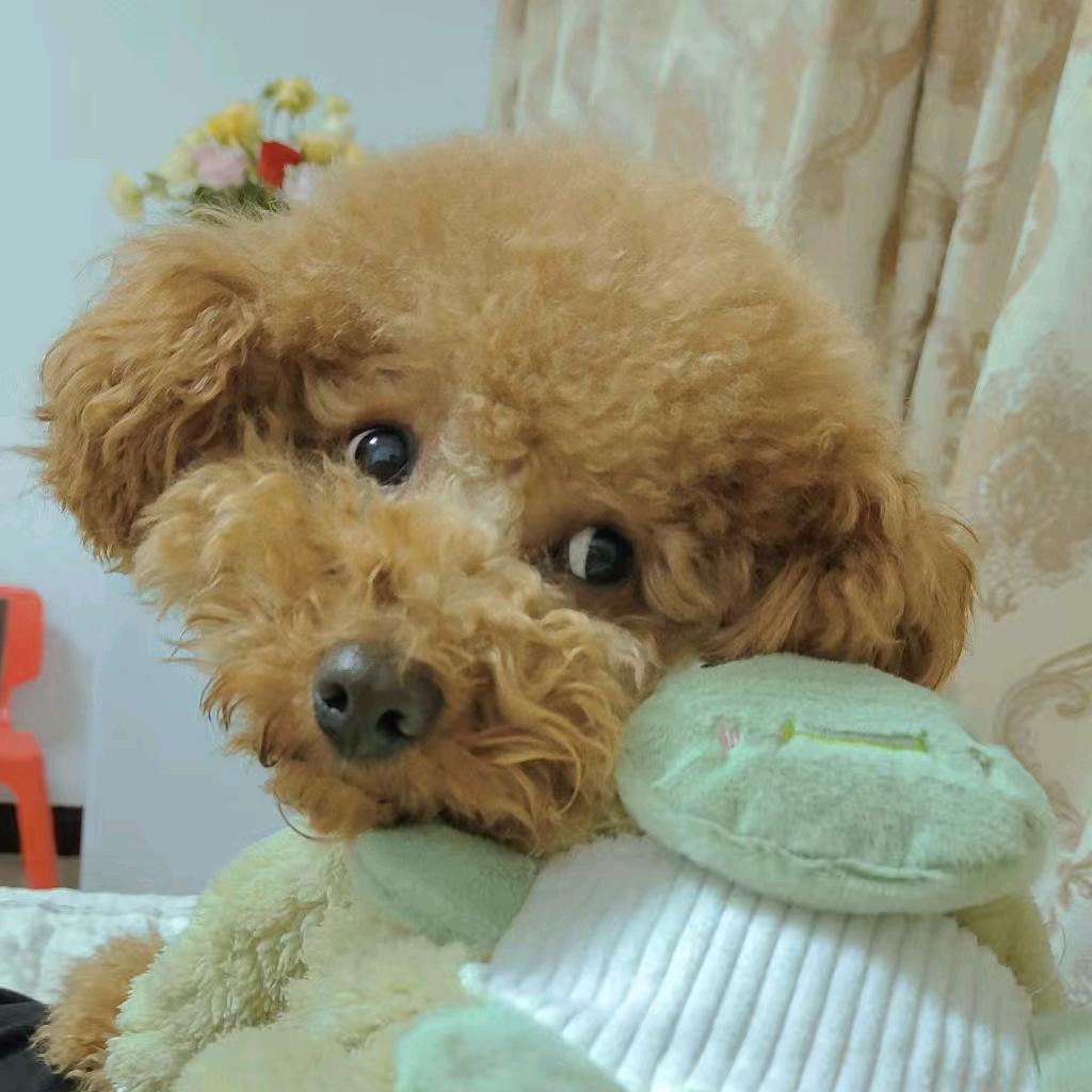 糕手小渝