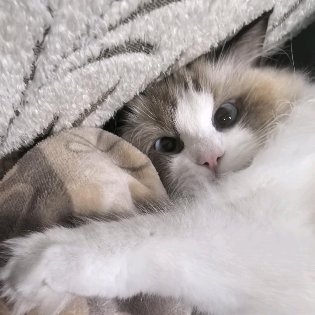 三亚美少女安和她的猫咪们