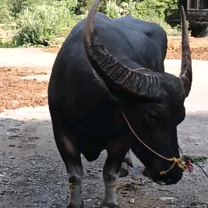 汞矿养殖场