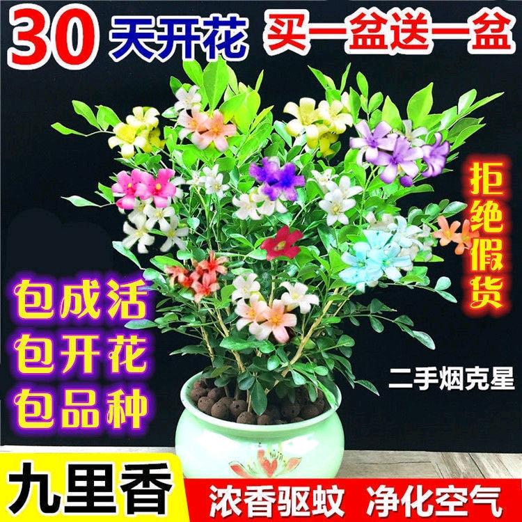 为了你
