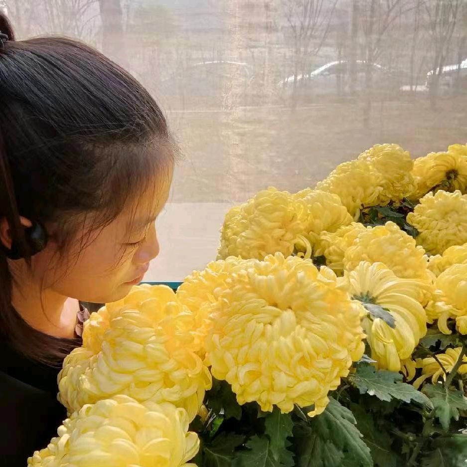 广东阿婷*生态六年种植食疗养生菊优选