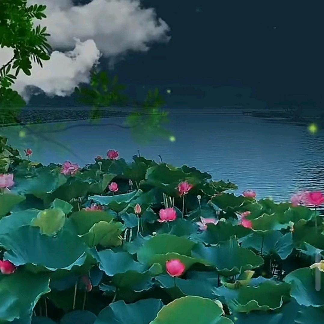 年年有鱼