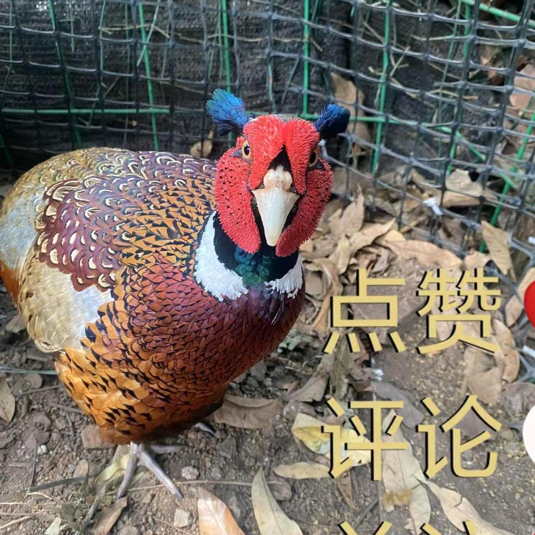 三哥  七彩山鸡  小号 贵港点销售