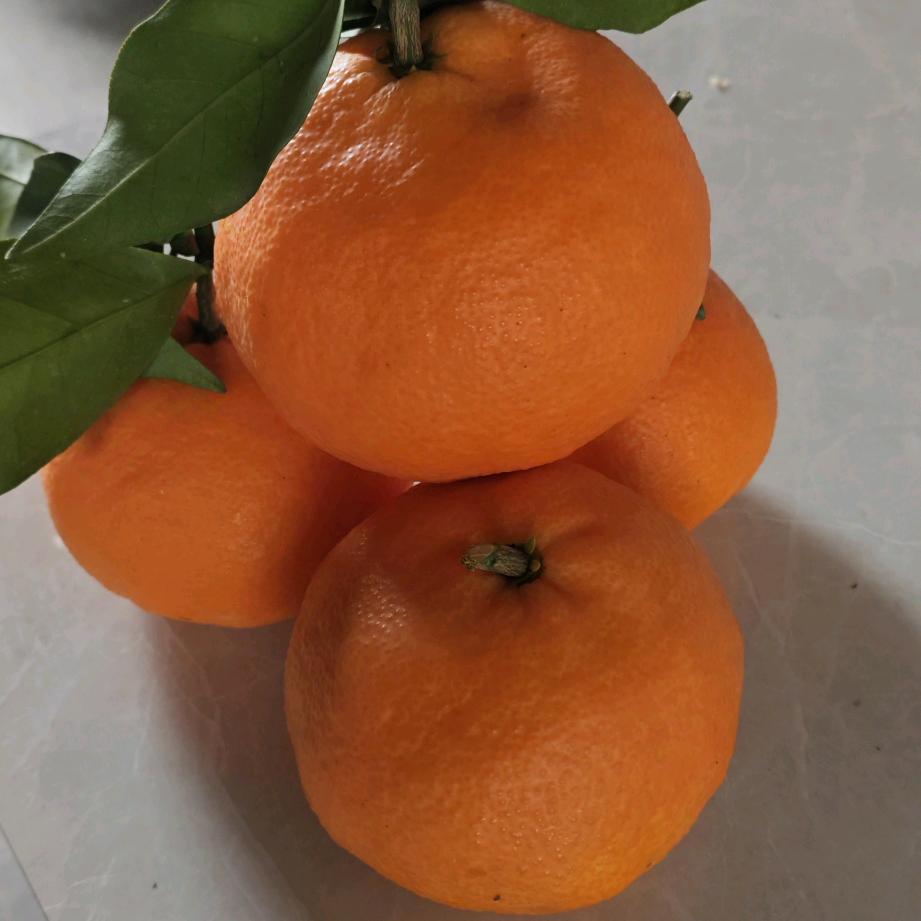 锋瑞爱媛 果冻橙  耙耙柑