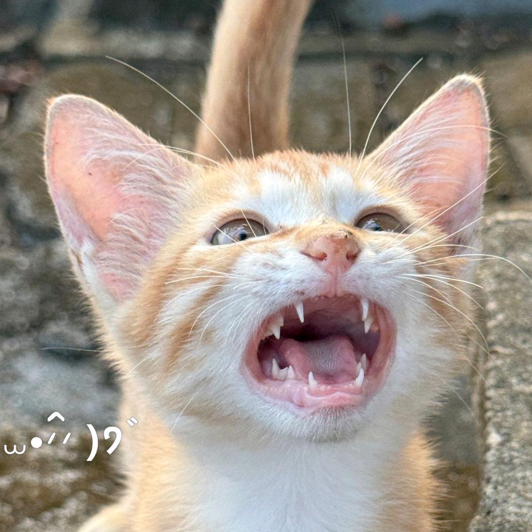 小雨🐟