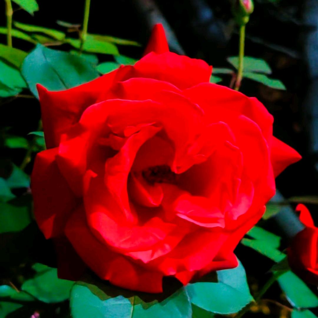 一生有你陪伴。