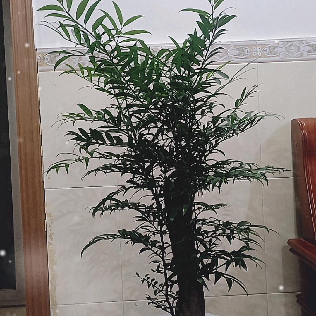 正宗五指毛桃酒