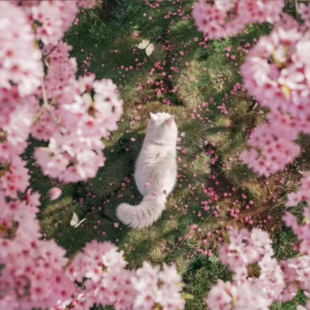 悲伤麻辣烫_Dylan