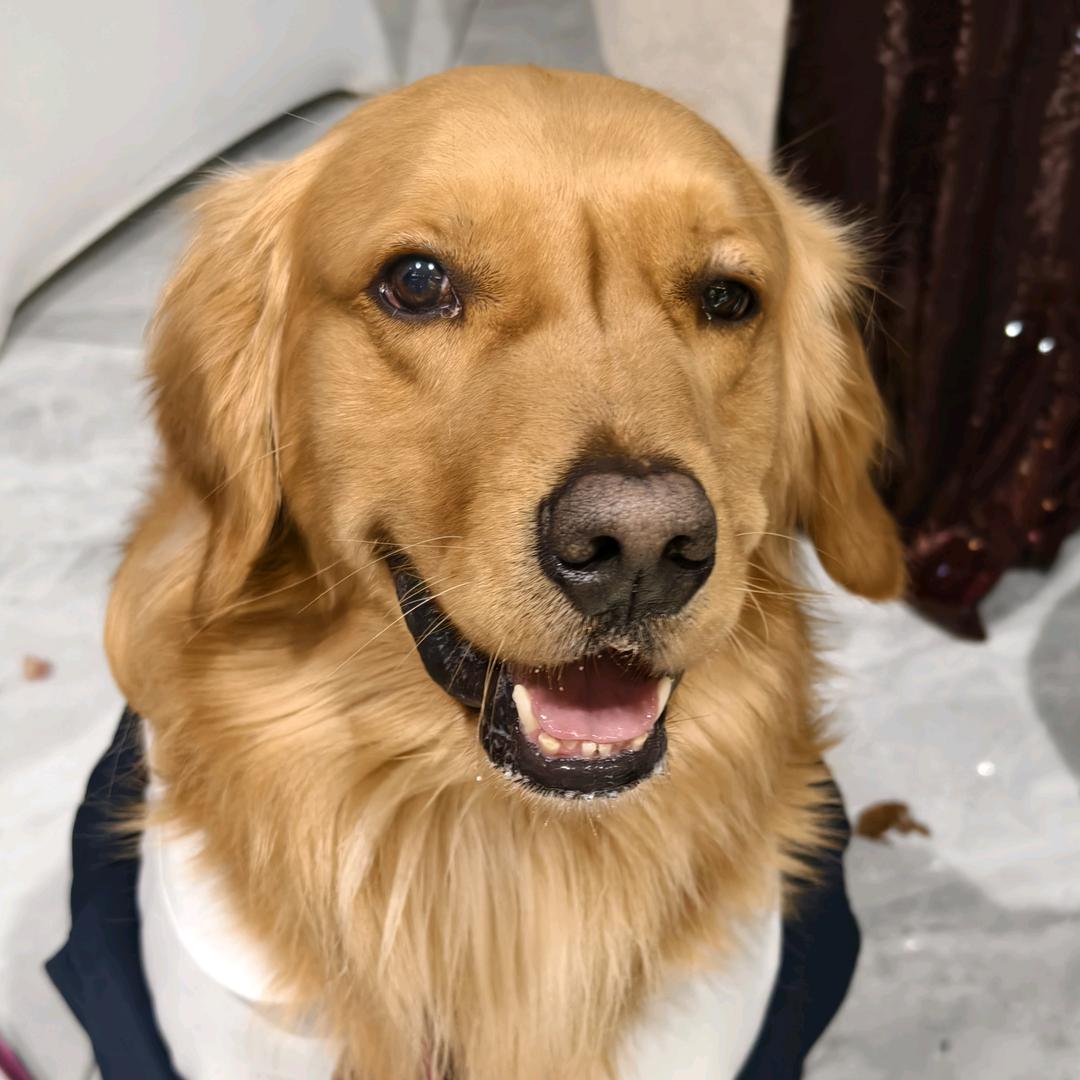 宠贝屋宠物臻选阁