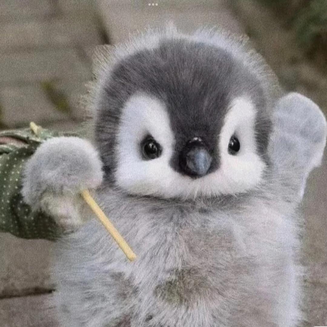 去内蒙古的小企鹅