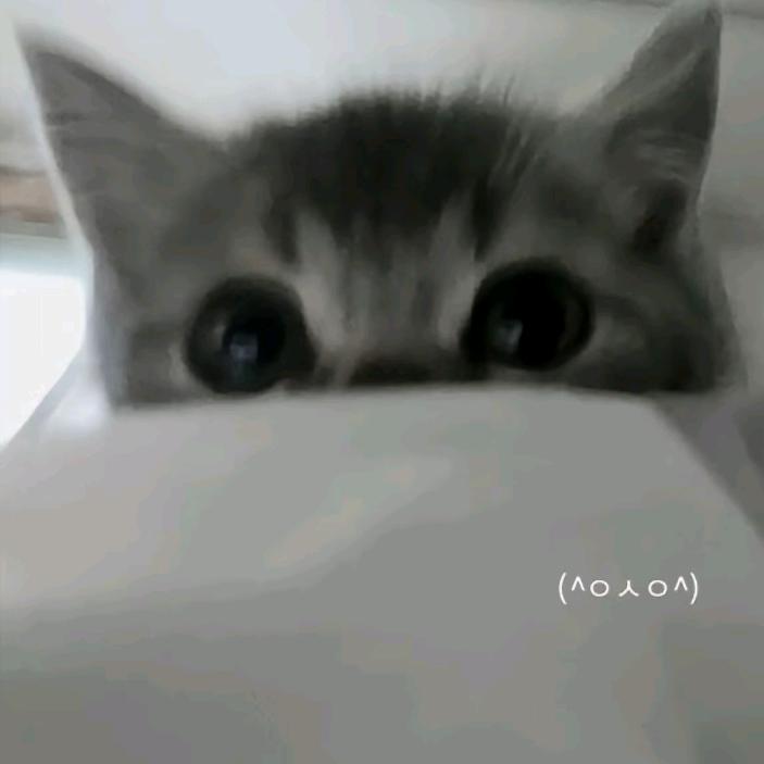 猫咪感应