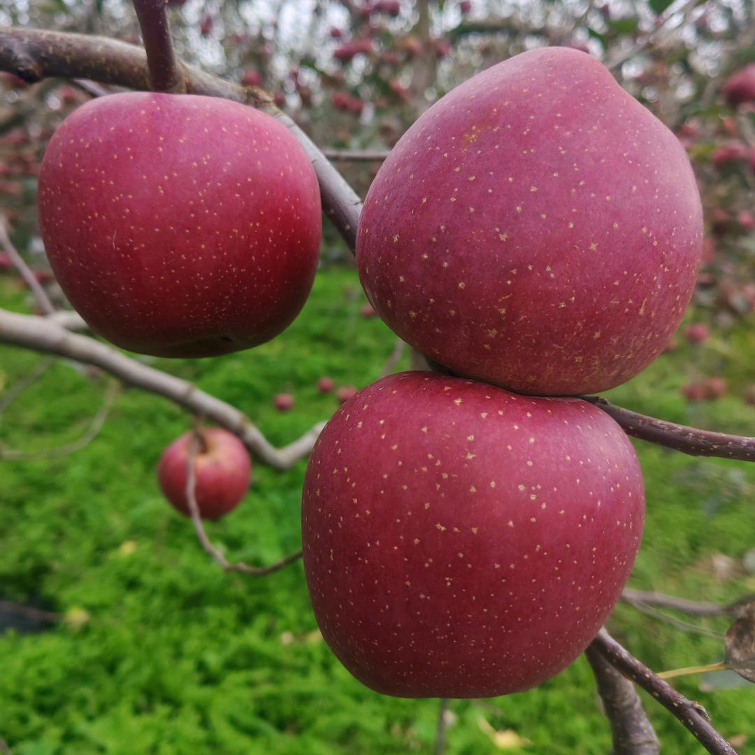 🍎平安吉🍊祥