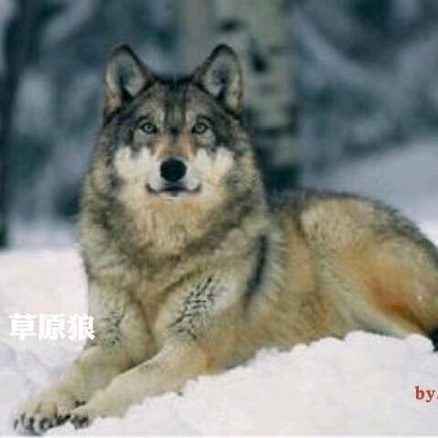 草原狼
