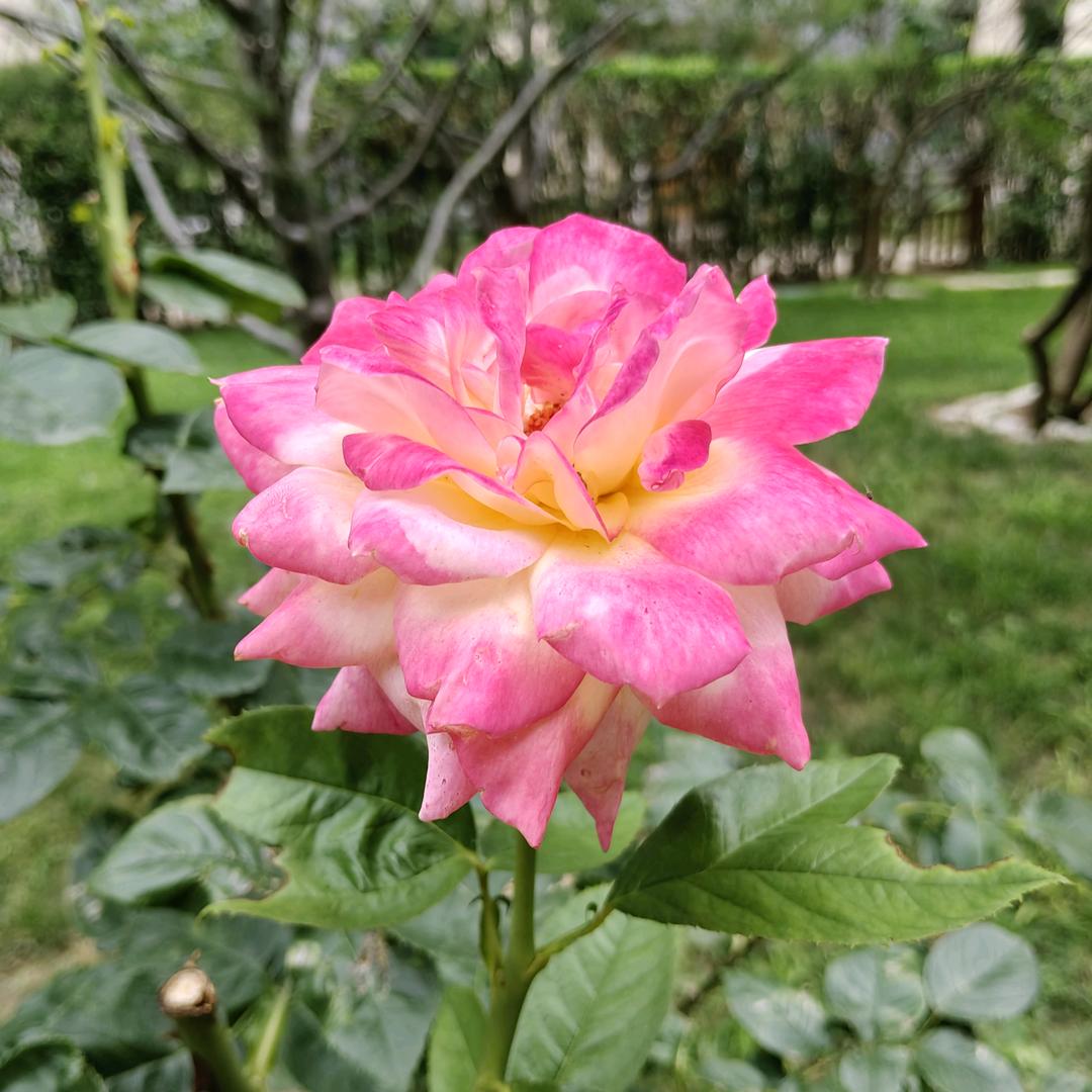 高家小妹（拒绝私聊）
