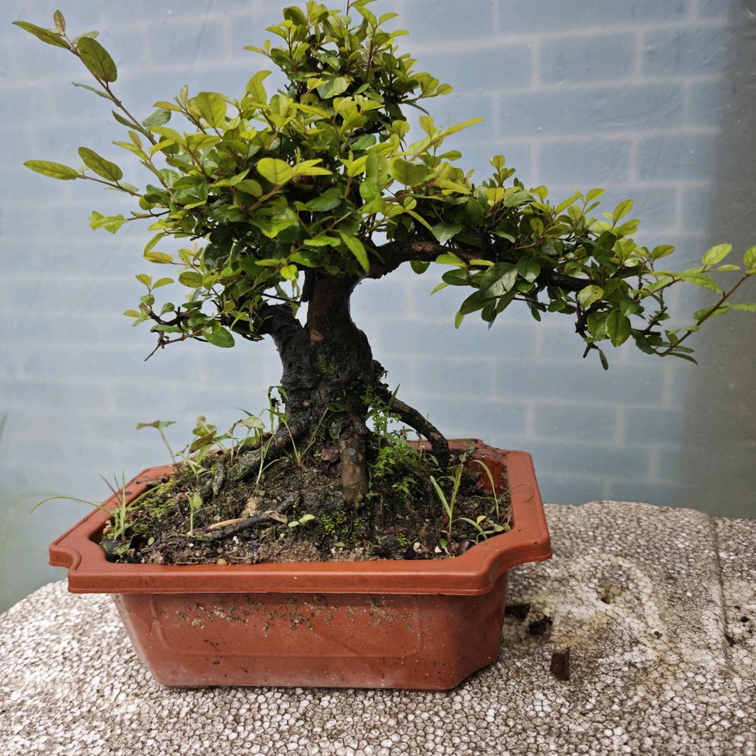 广州市花都区狮岭镇盛江锋花盆栽培植物零售商行（个体工商户）