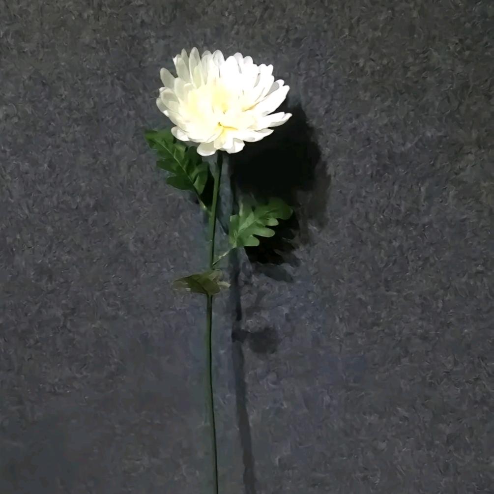 .陈💗
