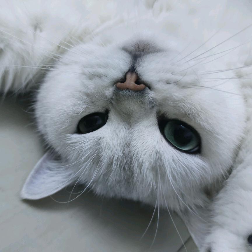 猪咪十一