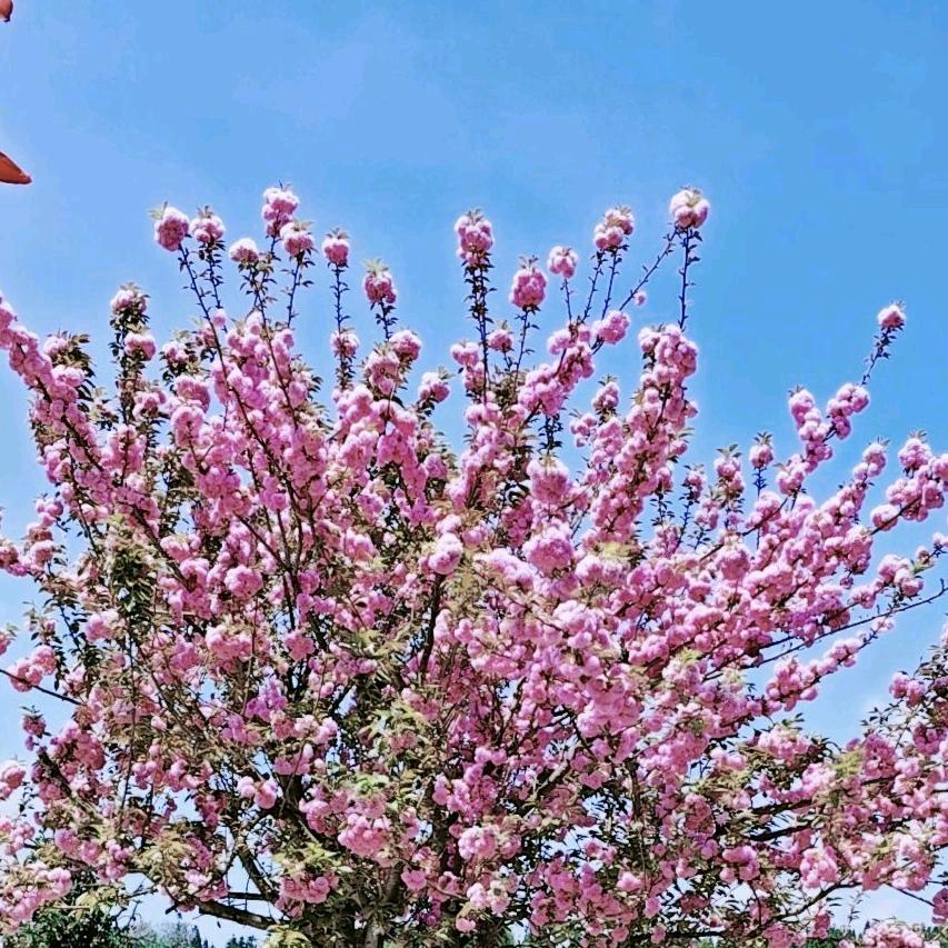 💗随风而飘💗陈💃