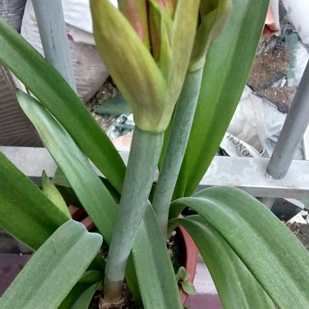 程记炒货，麦芽糖糖饼芝麻片，纯手工制作