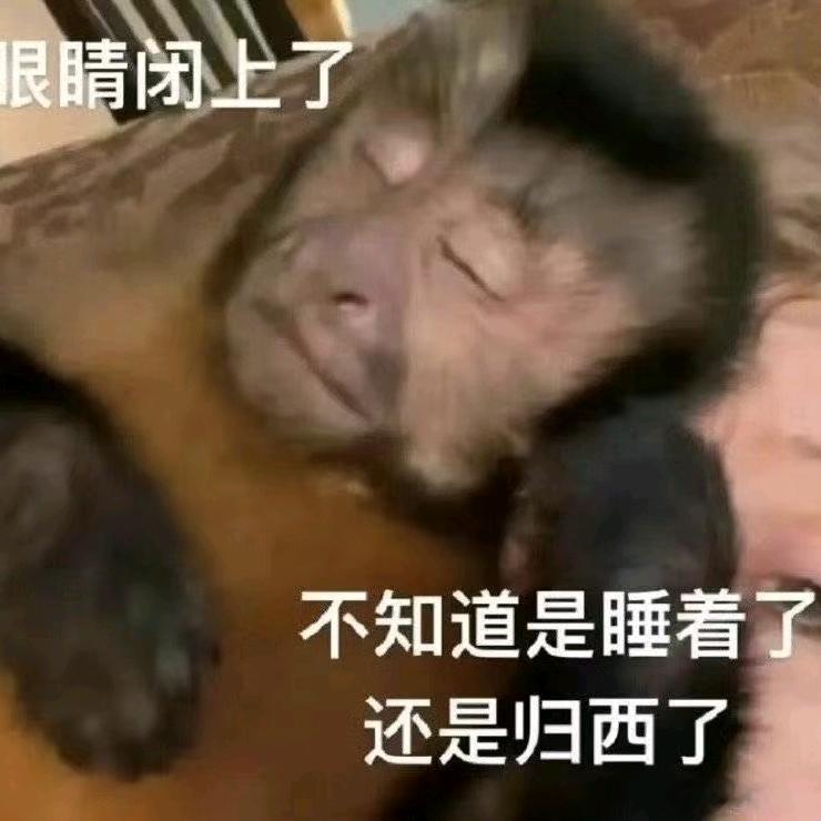 正经偷偷💤(鹅鸭杀