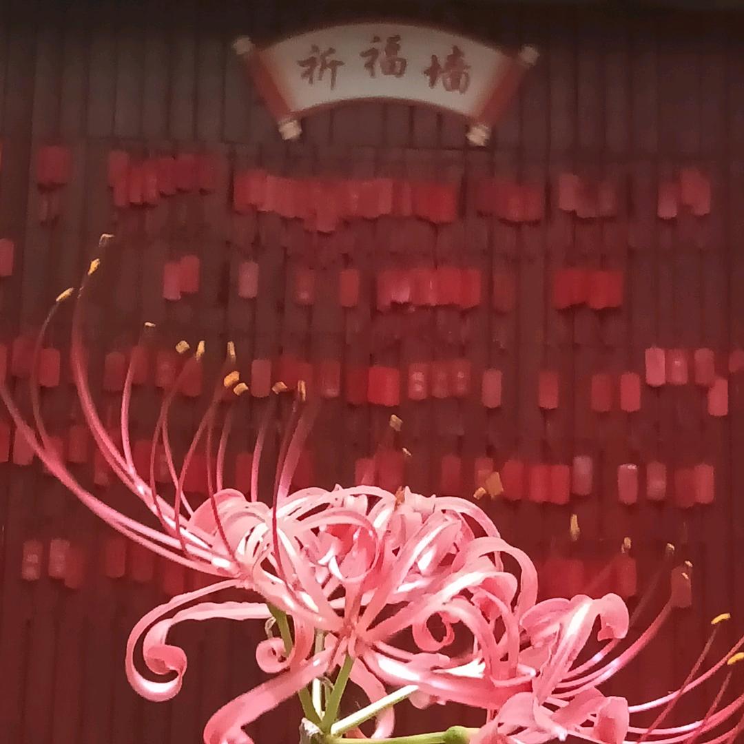 可惜没如果