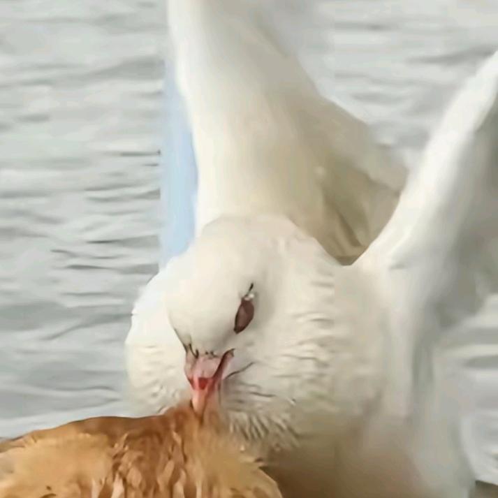 圆月.