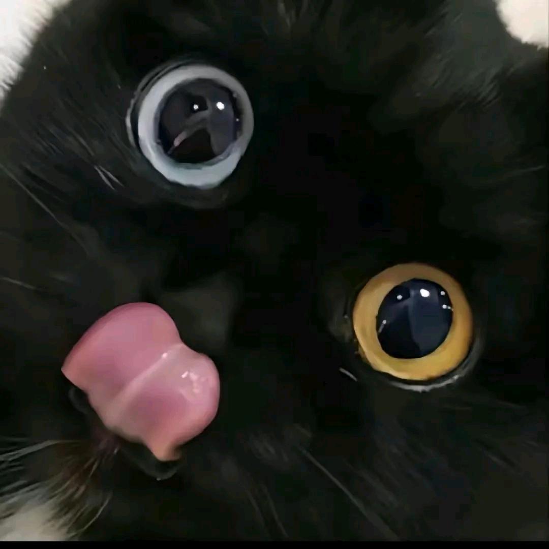 (ノ๑`ȏ´๑)ノ︵⌨