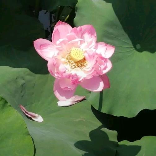 幸福一生