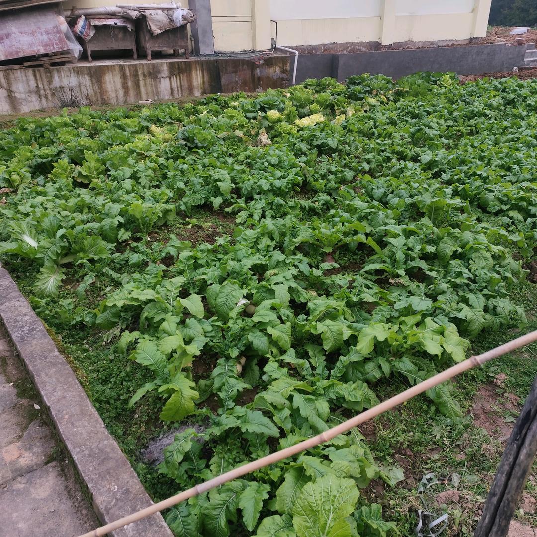 幸福平安🌷🌷🌷🌷
