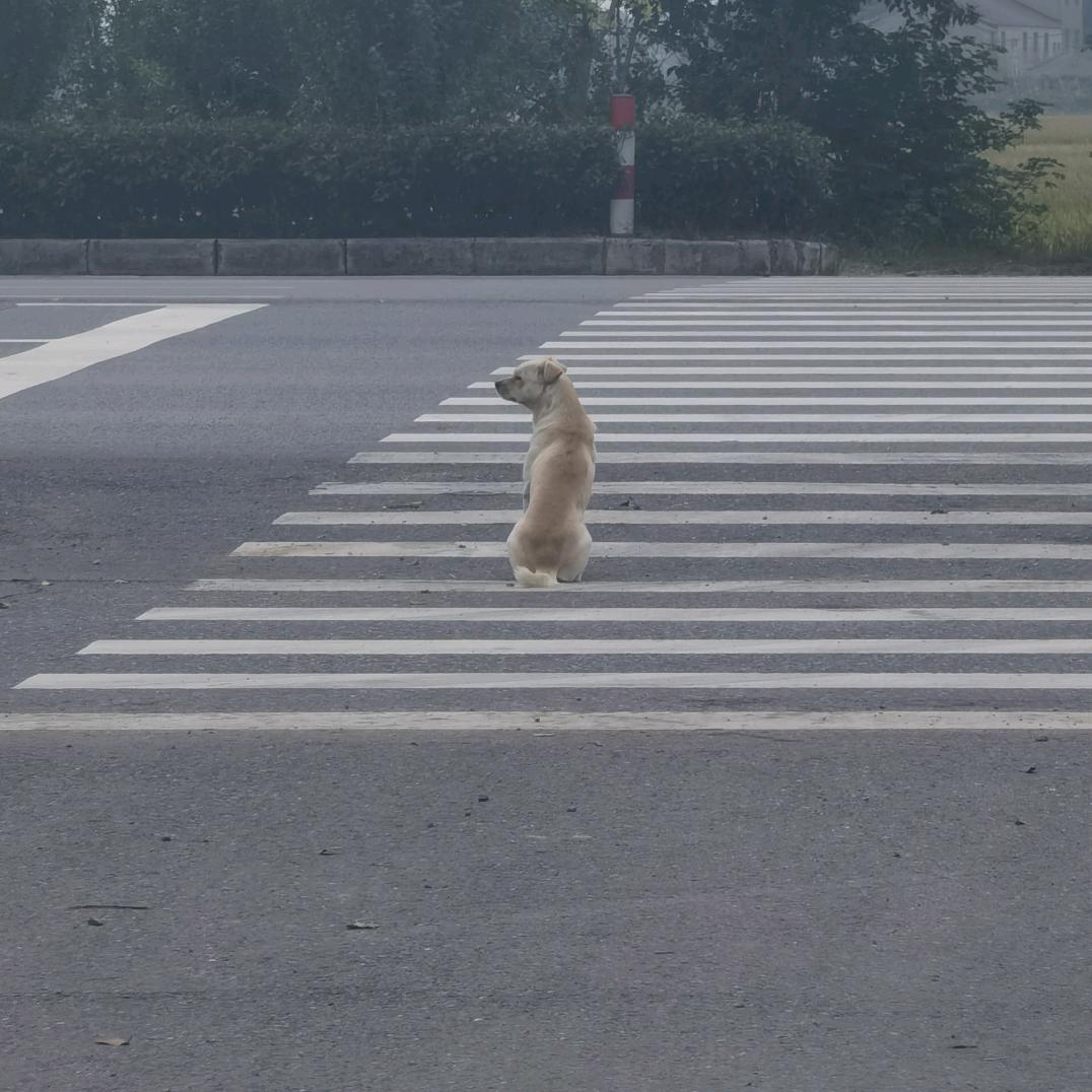 卖惨的小行家