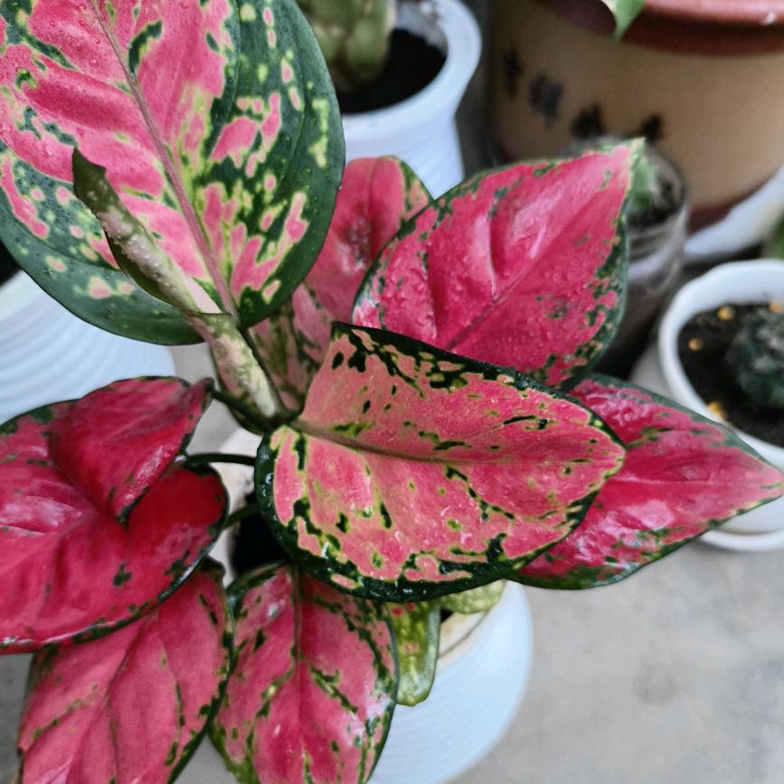 梦想成真（莉）