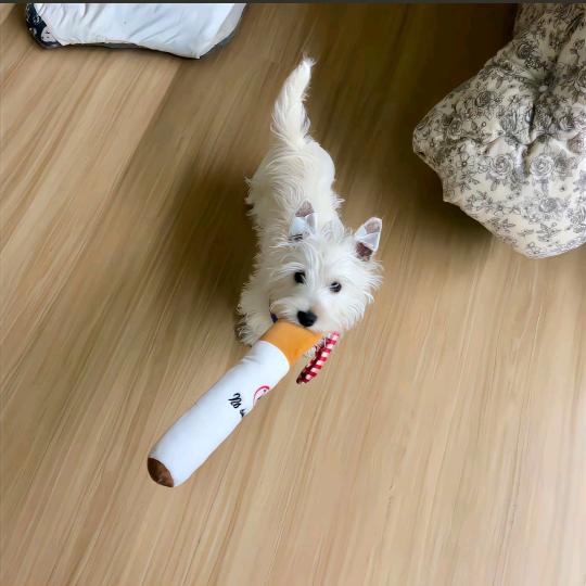·崔珠珠