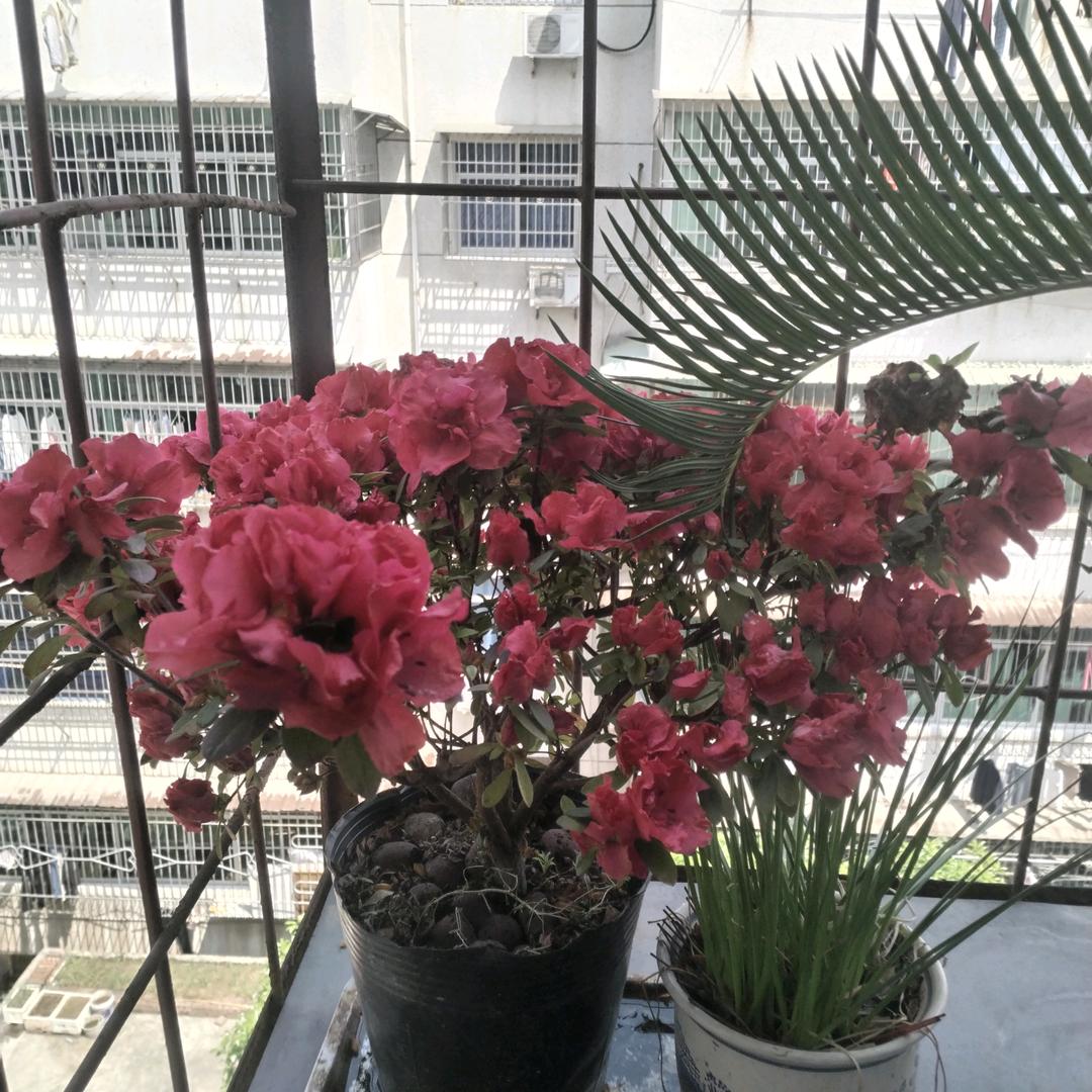 不可以色色，(镜中花)
