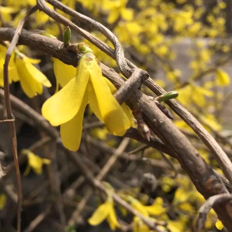 风资花传