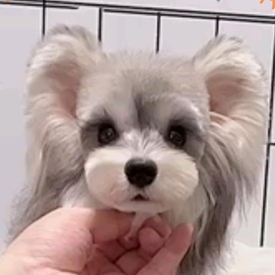 奥特曼是雪纳瑞