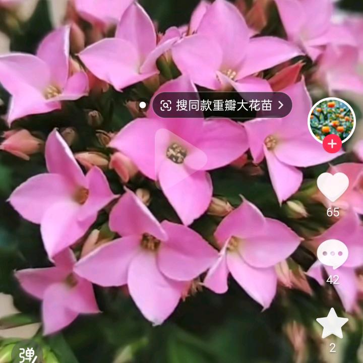 王老大的花园