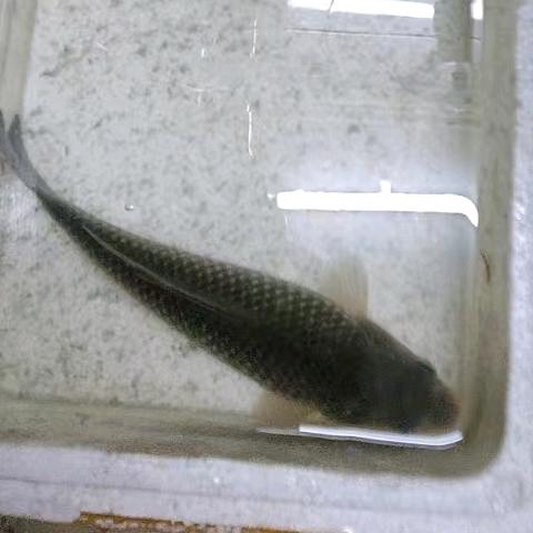 小嘟子爱钓鱼