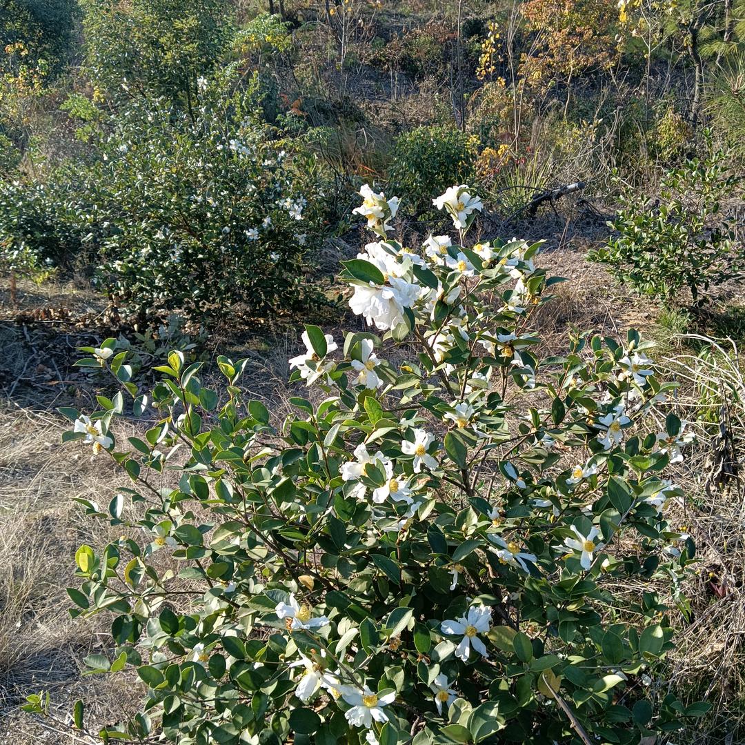 哥不是当年的哥