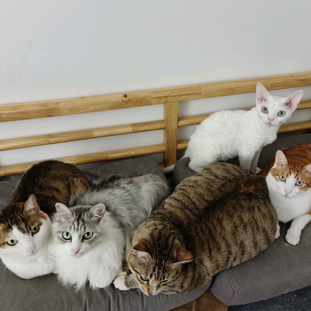 囤姐姐（宝妈养宠版）