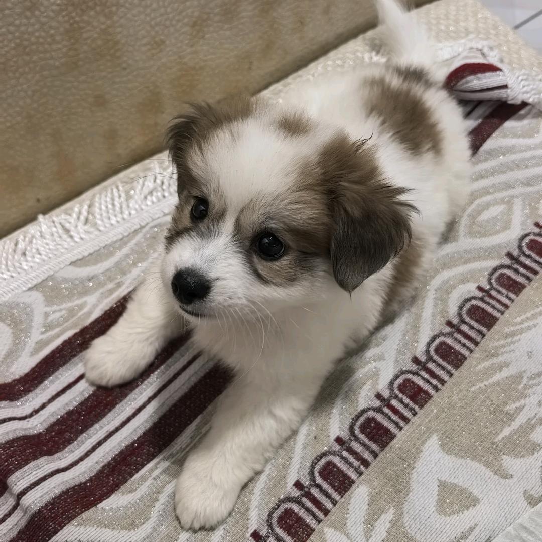 小怡要早起（牛马版）