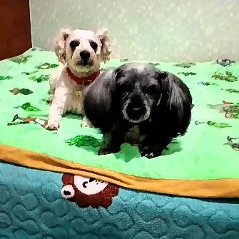 🐕贝贝🐕乖乖🐕