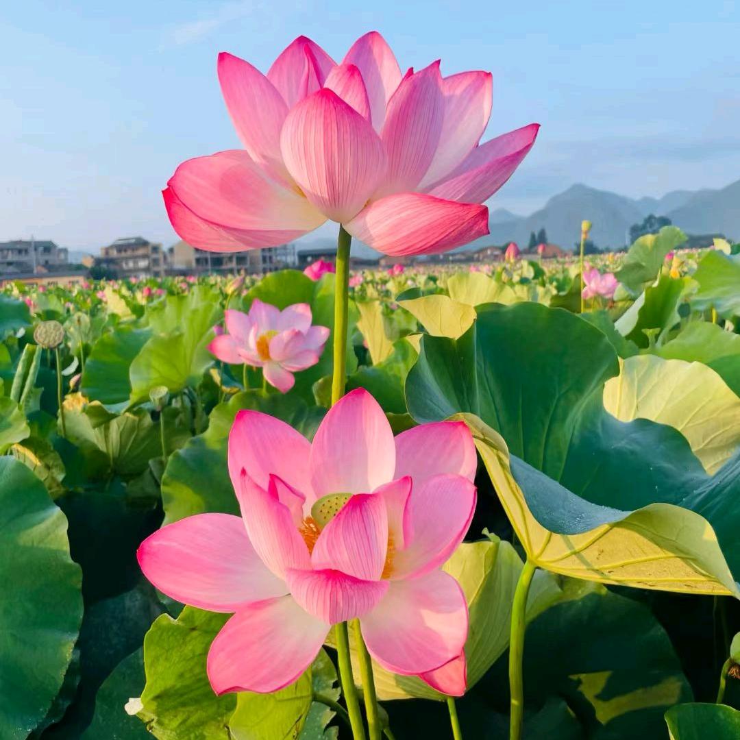 💗💞姐是限量版💞💗💫🧜‍♀️