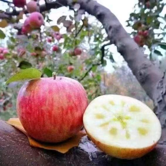 小王正宗阿克苏冰糖心苹果