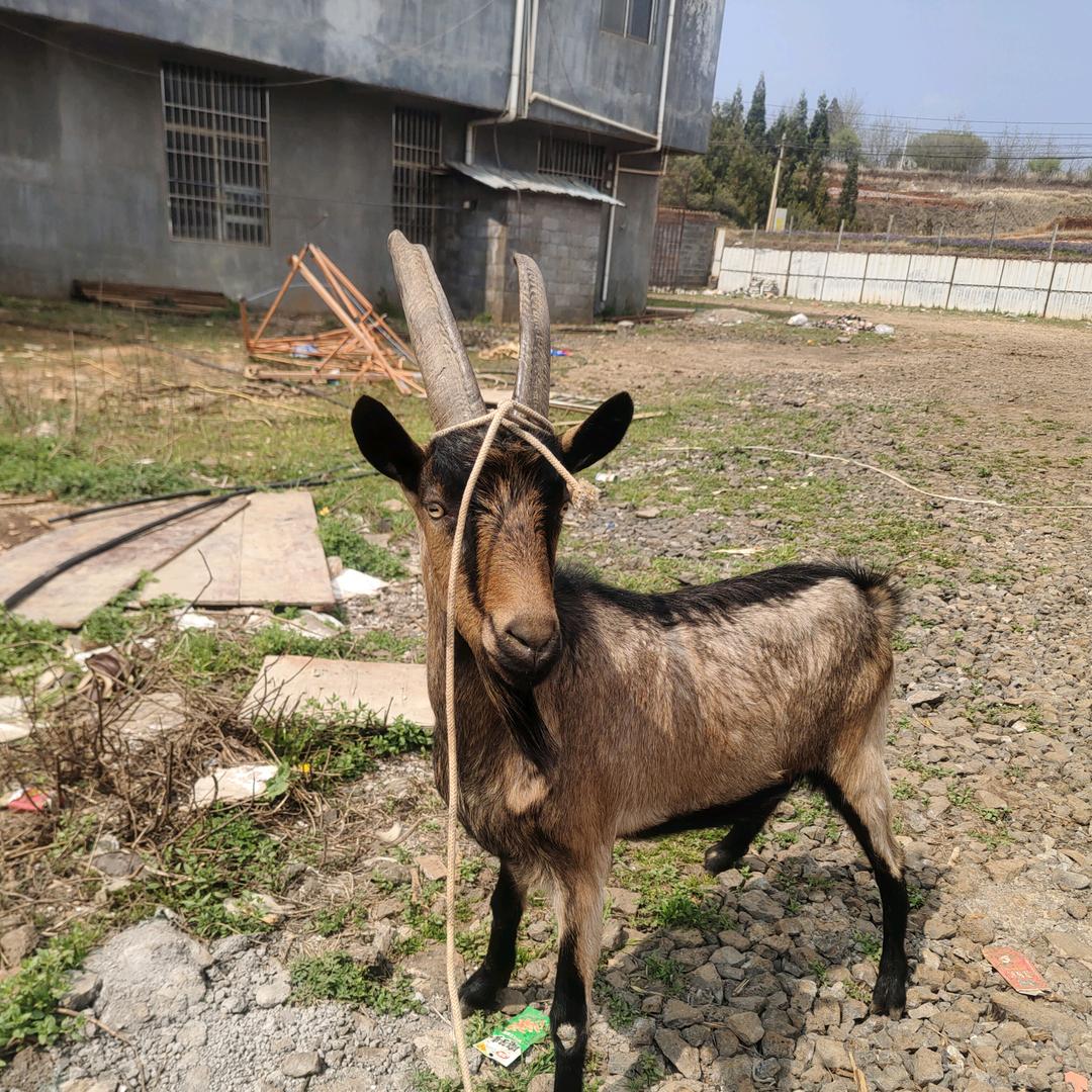 宣威市俊玮羊肉店（个体工商户）