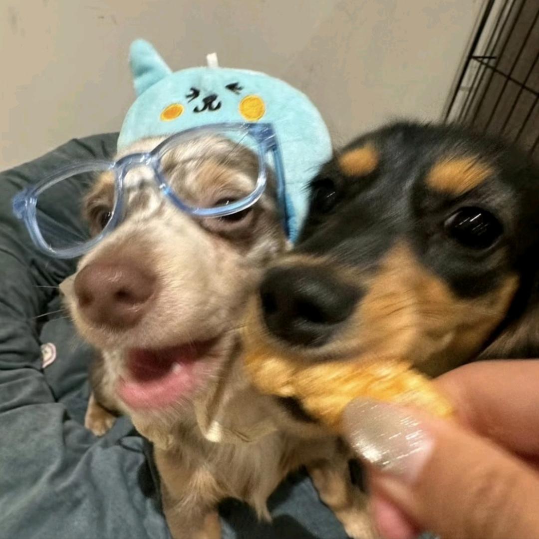 零碎蛋卷