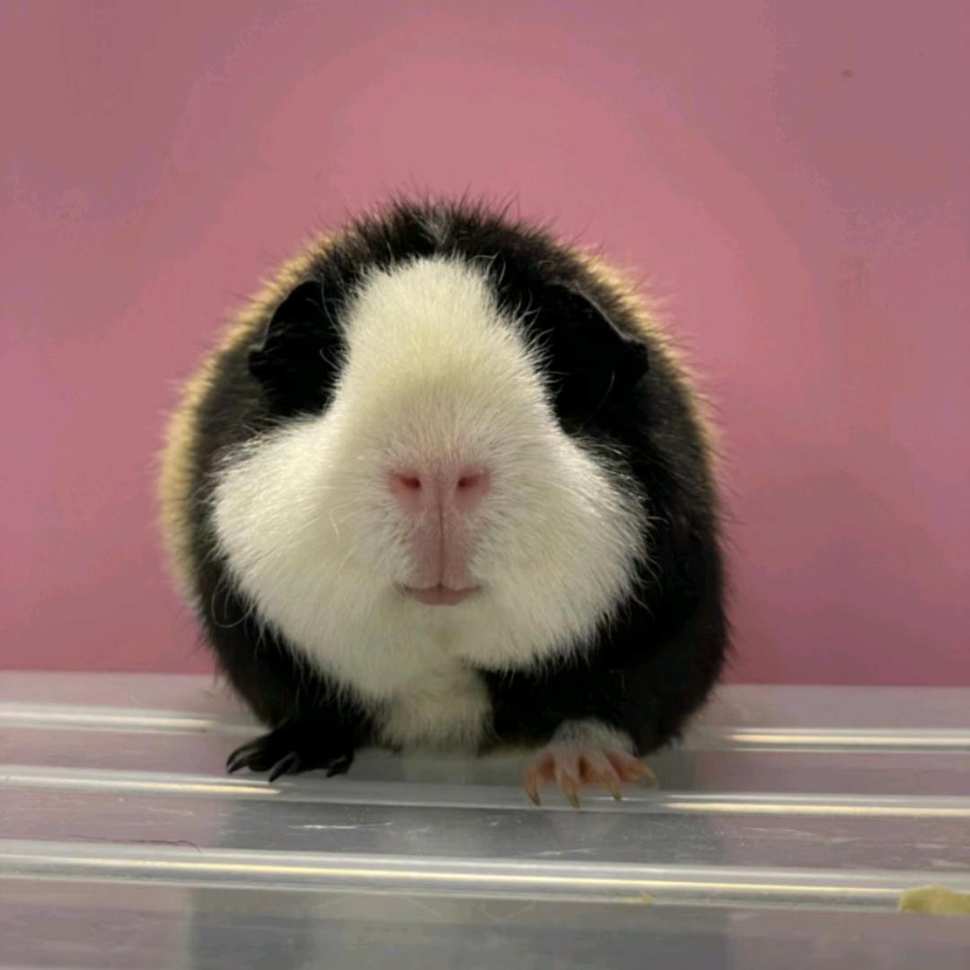 小蜜蜂猪舍
